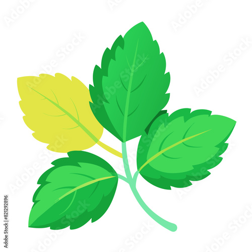 high-quality, transparent vector illustration of lemon balm, popular herb used in cooking herbal remedies