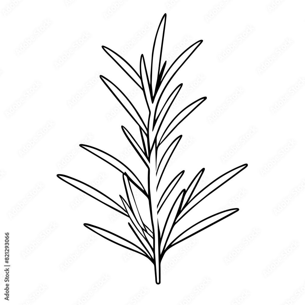 Fototapeta premium outline of a rosemary sprig with needle-like leaves.