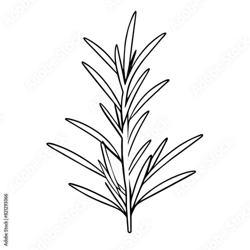 outline of a rosemary sprig with needle-like leaves.