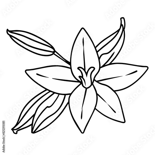 stylized vector illustration of vanilla pods and flower