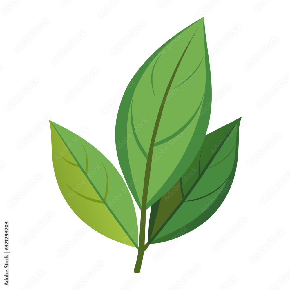 features three fresh bay leaves with a vibrant green color and detailed leaf veins features three fresh bay leaves with a vibrant green color and detailed leaf veins
