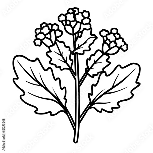 Vector Illustration of Black Mustard (Brassica Nigra), Black and White Line Drawing, Transparent Background