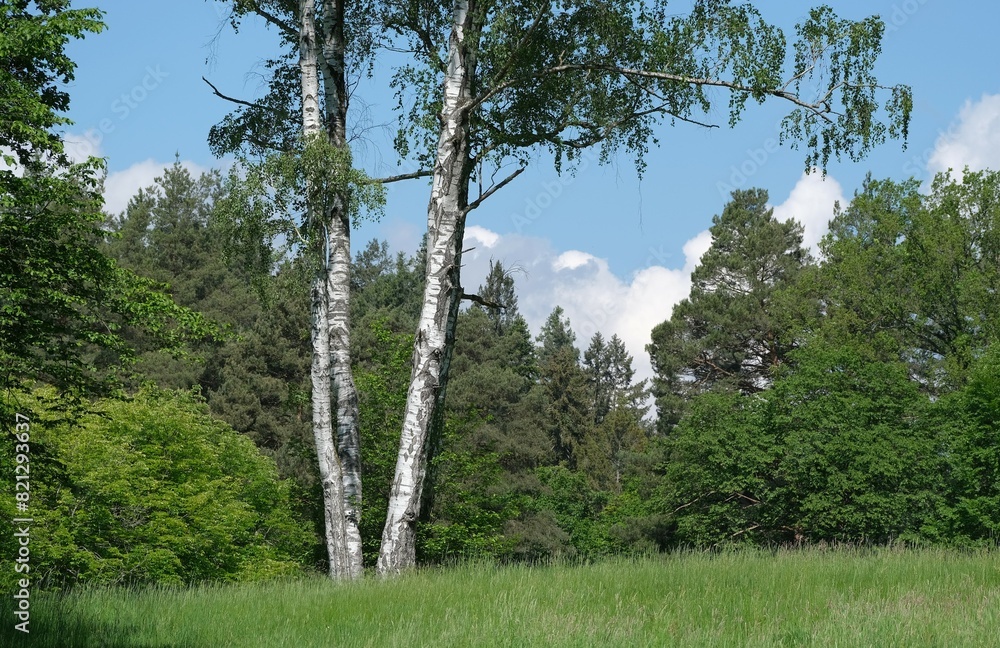 Fototapeta premium 3 weiße Birken