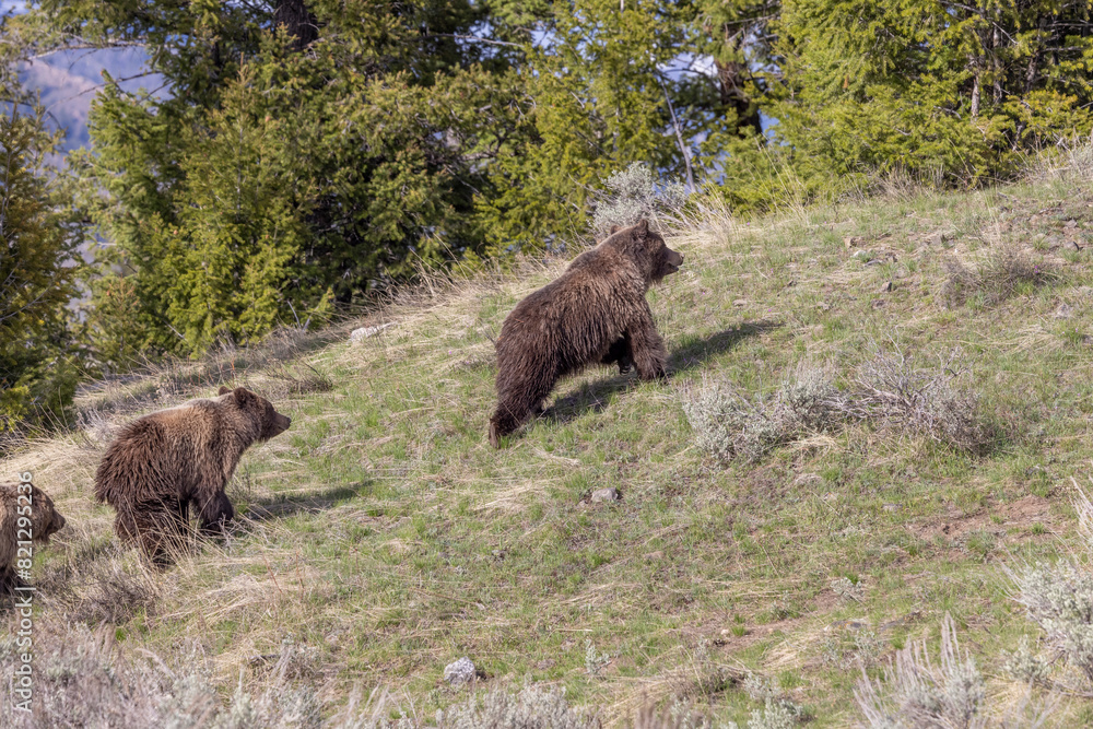 Grizzly Bears in Springtime in Yellowstone National Park Wyoming Grizzly Bears in Springtime in Yellowstone National Park Wyoming