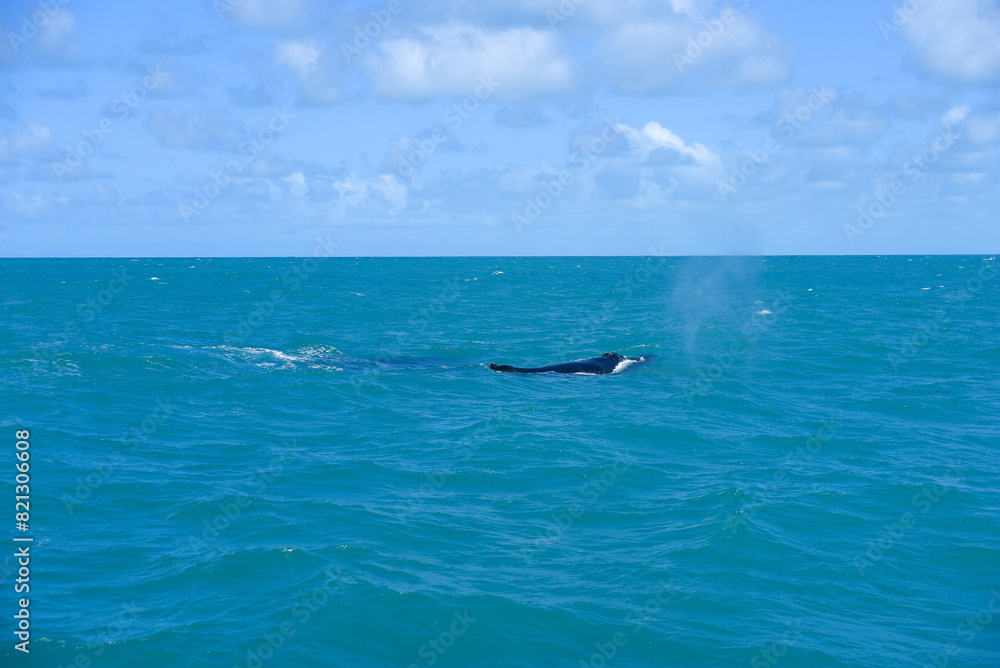 Fototapeta premium atlantic ocean brazilian coast Bahia beach sea summer whale coast