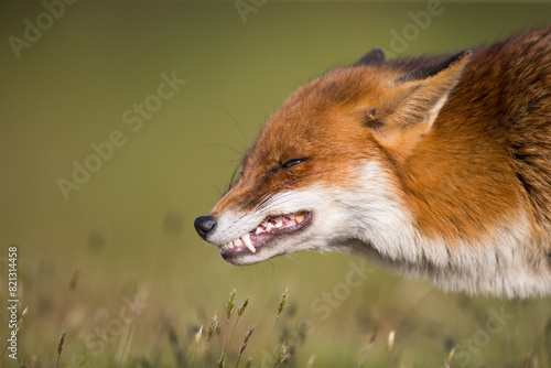  Close-up of a red fox (Vulpes vulpes) growling in Summer in Kent, United Kingdom