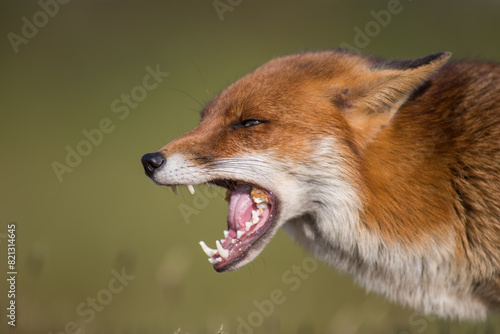  Close-up of a red fox (Vulpes vulpes) screaming in Summer in Kent, United Kingdom © JTP Photography