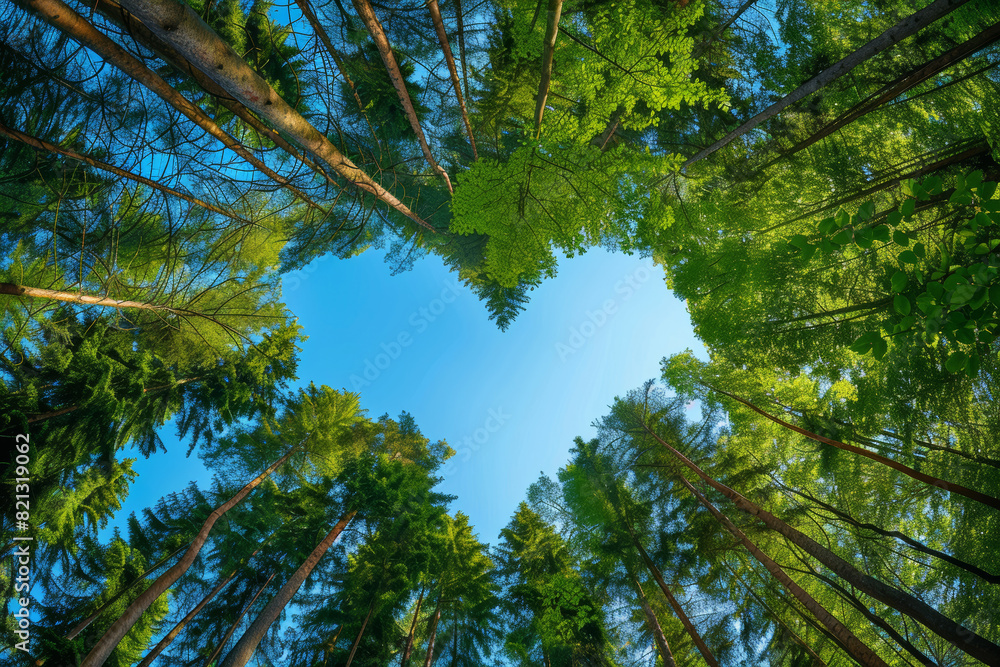 Fototapeta premium Love in Nature, Heart-Shaped Tree Canopy