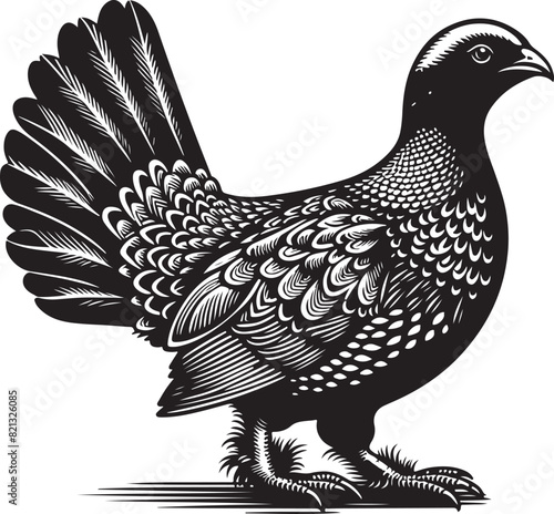 grouse Vector Illustration