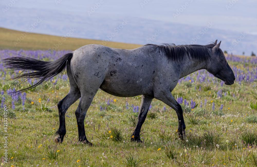 Wild Horse in Summer in the Pryor Mountains Montana Wild Horse in Summer in the Pryor Mountains Montana