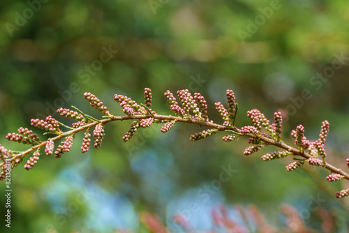 Blooming Tamarix tetrandra or Four Stamen Tamarisk twig with very fine pink flowers against blurred green. Perfect gentle concept for spring design background. Place for your text. Selective focus photo