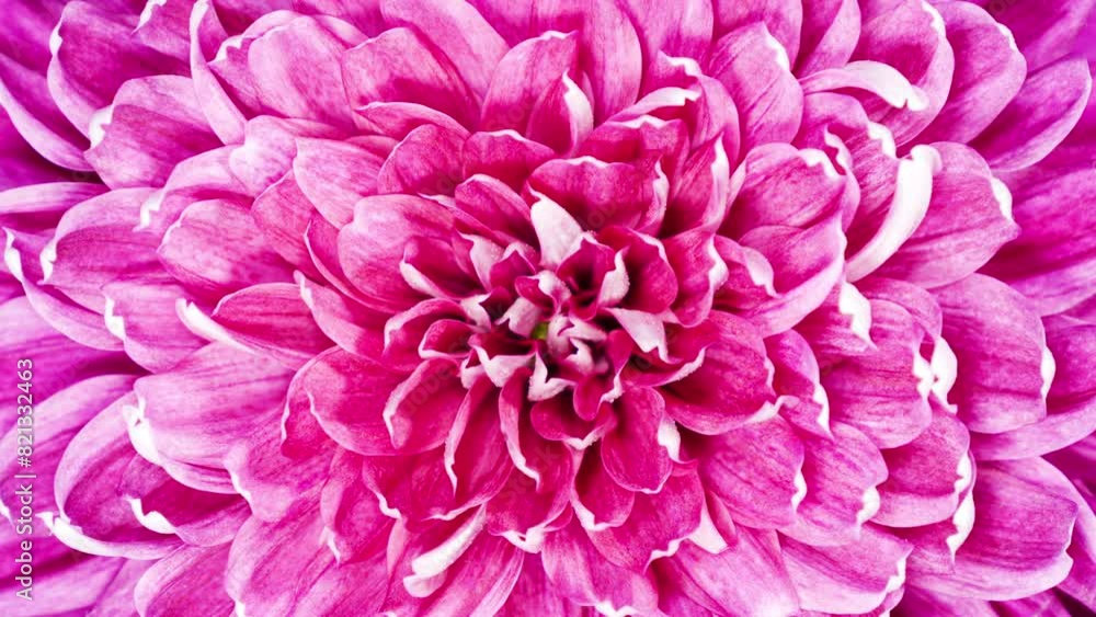 Red Chrysanthemum Flower Moving Petals While Blooming in Time Lapse Close Up Red Chrysanthemum Flower Moving Petals While Blooming in Time Lapse Close Up