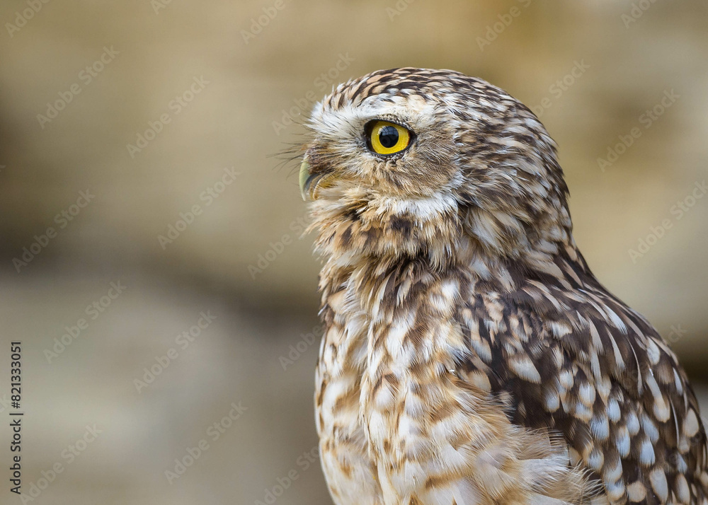A stunning close-up of a burrowing owl (Athene cunicularia) with its captivating yellow eyes locked off-camera. The blurred background highlights the owl's intricate feather patterns and sharp beak. A stunning close-up of a burrowing owl (Athene cunicularia) with its captivating yellow eyes locked off-camera. The blurred background highlights the owl's intricate feather patterns and sharp beak.