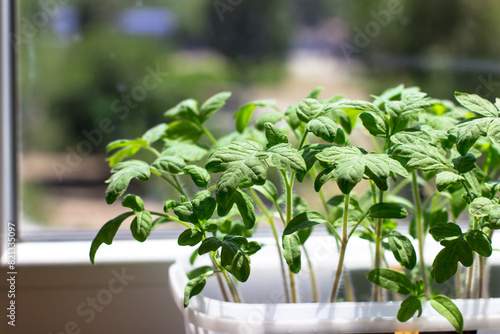 Young tomato seedlings  in a plastic cup  ecological home cultivation of tomato
