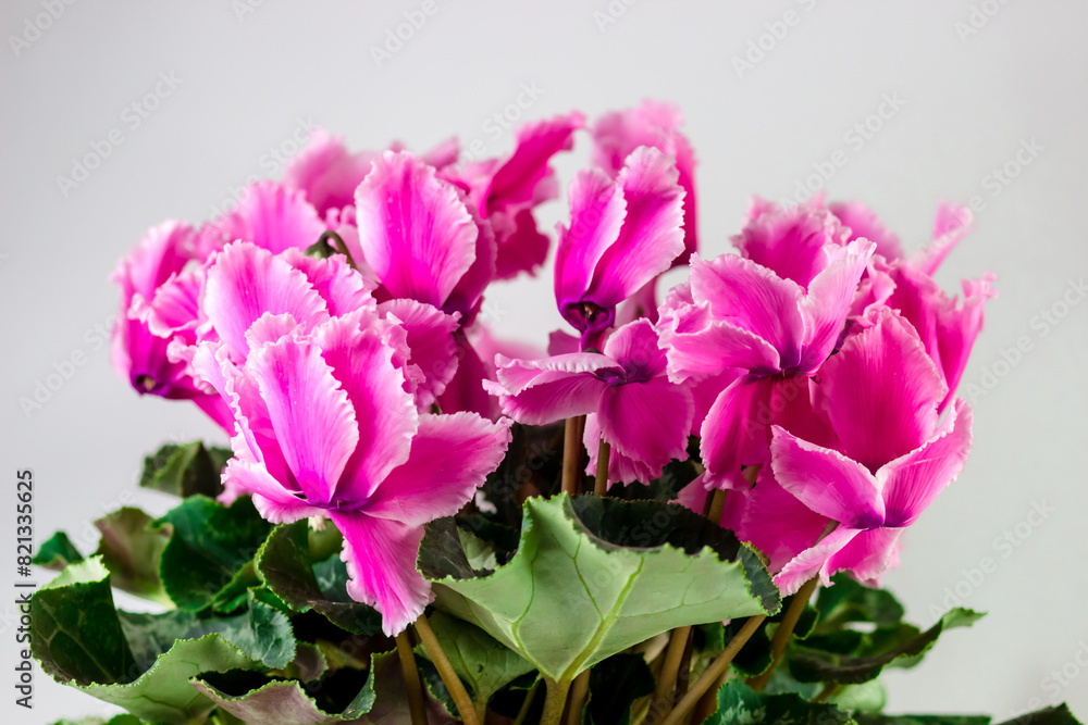 Spring floral composition with bright cyclamen flowers in the pot Spring floral composition with bright cyclamen flowers in the pot