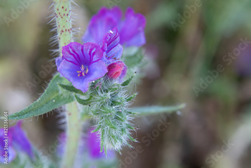 Macro photography of Viborera plant, purple flower or wild borage