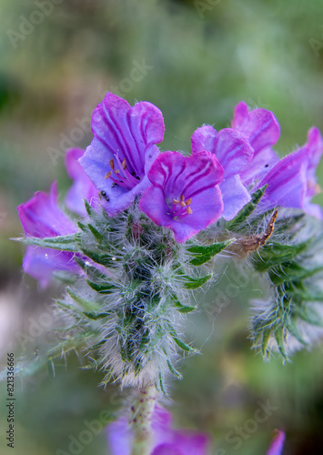 Macro photography of Viborera plant, purple flower or wild borage.Selective focus. Vertical view.