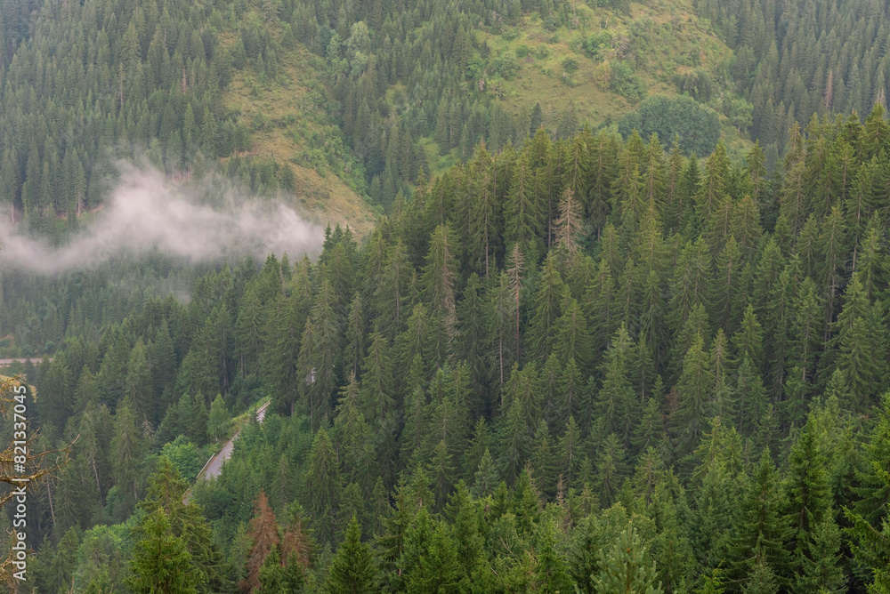 Obraz premium Aerial of pine forest with flowing fog.