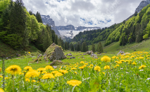 Muotathal, Switzerland, alpine meadow in the mountains in spring © Jesus