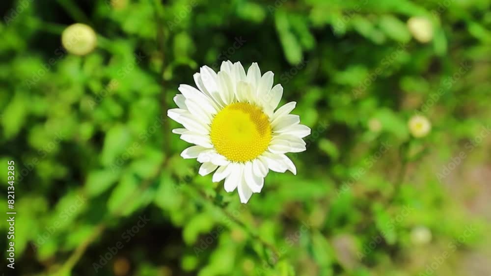 Soft daisy flowers background with selective focus. Chamomile summer background. Soft daisy flowers background with selective focus. Chamomile summer background.