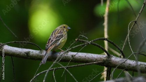 Emberiza citrinella aka Yellowhammer perched on the tree in dark forest. Springtime evening. photo