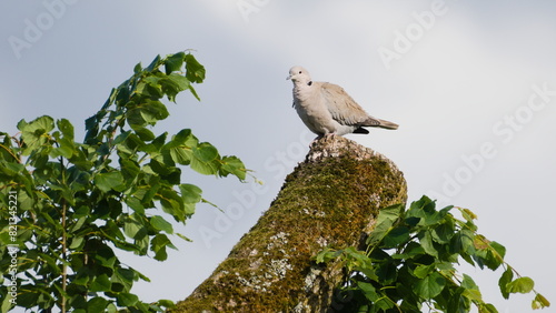 Streptopelia decaocto aka Eurasian Collared Dove perched on the tree in residential area. Isolated on sky background.