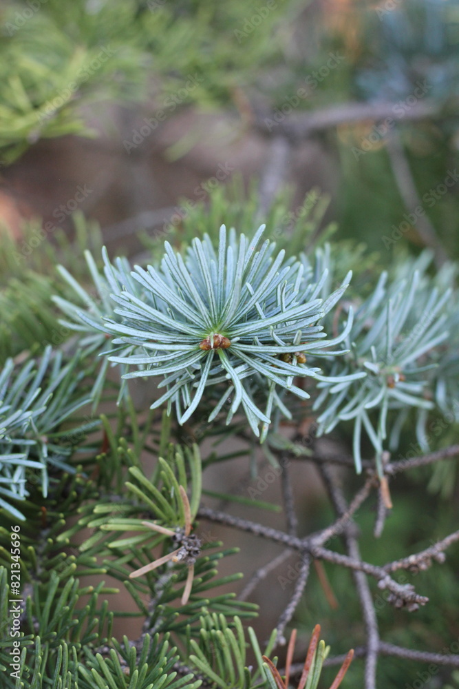 close up of a pine tree branch close up of a pine tree branch
