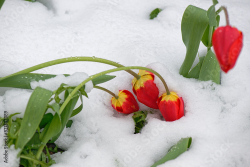 Tulips in snow