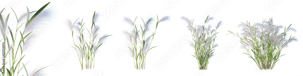 Set of Hordeum Jubatum - Squirrel Tail Grass isolated on transparent background with selective focus close-up. 3D render. Set of Hordeum Jubatum - Squirrel Tail Grass isolated on transparent background with selective focus close-up. 3D render.