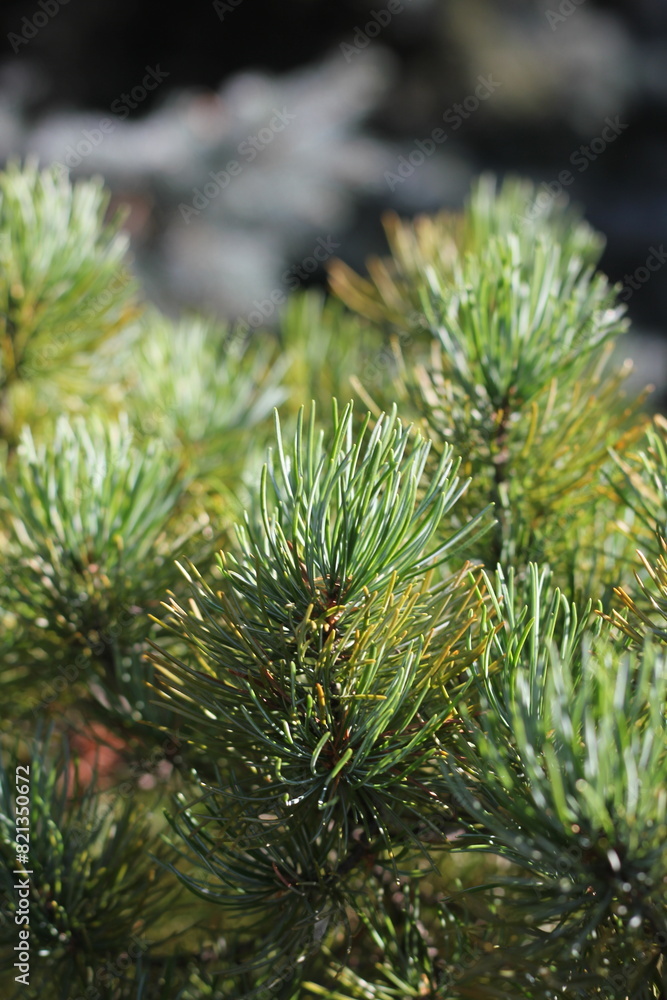 close up of a pine tree branch close up of a pine tree branch