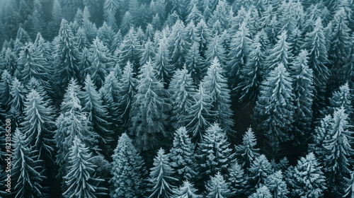Snow-covered forest from above