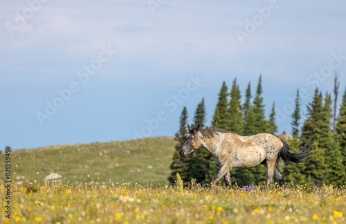 Wild horse in the Pryor Moutnains Montana in Summer