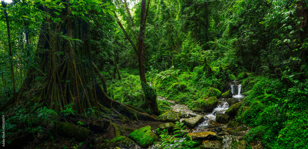 Tropical rainforest with trees and moss Tropical rainforest with trees and moss