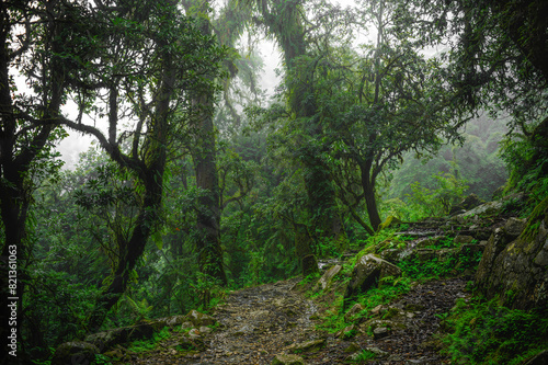 Tropical rainforest with trees and moss