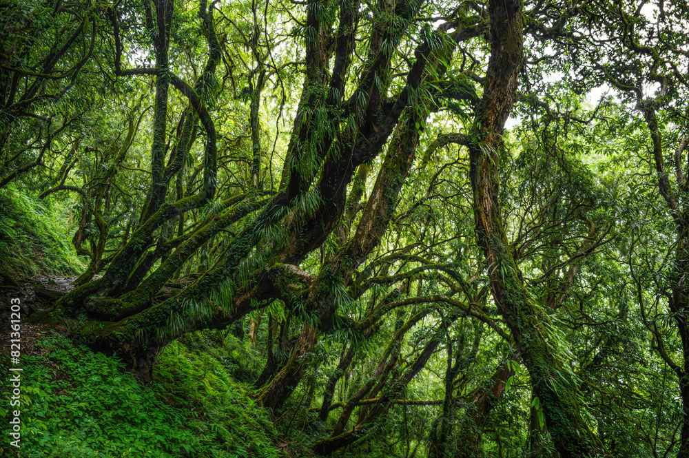 Tropical rainforest with trees and moss Tropical rainforest with trees and moss