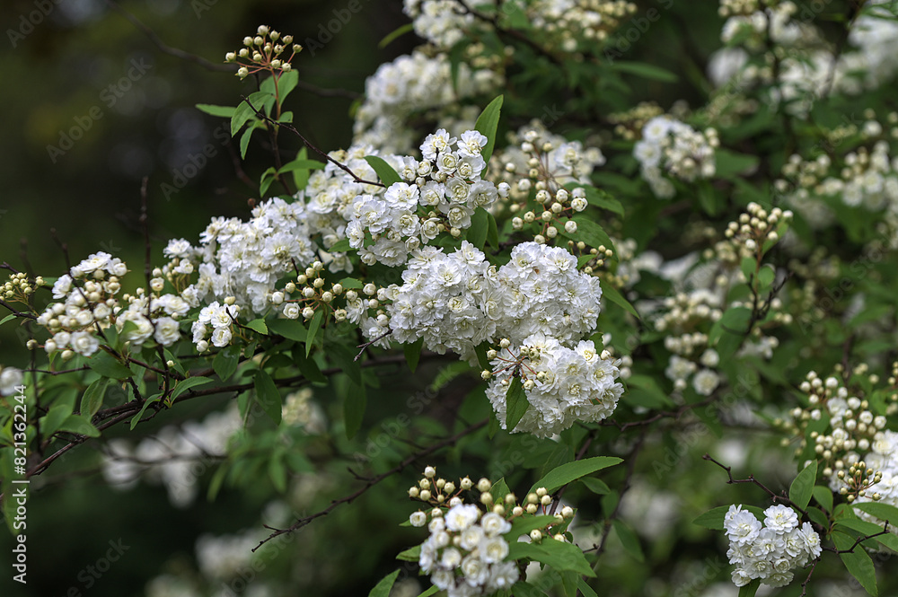 White flower of Spiraea cantoniensis in the garden White flower of Spiraea cantoniensis in the garden