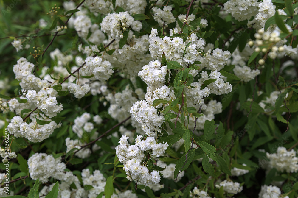 White flower of Spiraea cantoniensis in the garden White flower of Spiraea cantoniensis in the garden