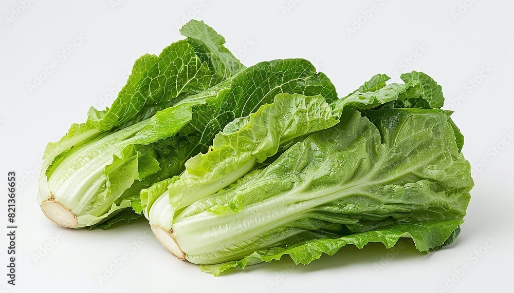 A fresh head of lettuce, crisp and green, ready to be used in a salad or sandwich. A fresh head of lettuce, crisp and green, ready to be used in a salad or sandwich.
