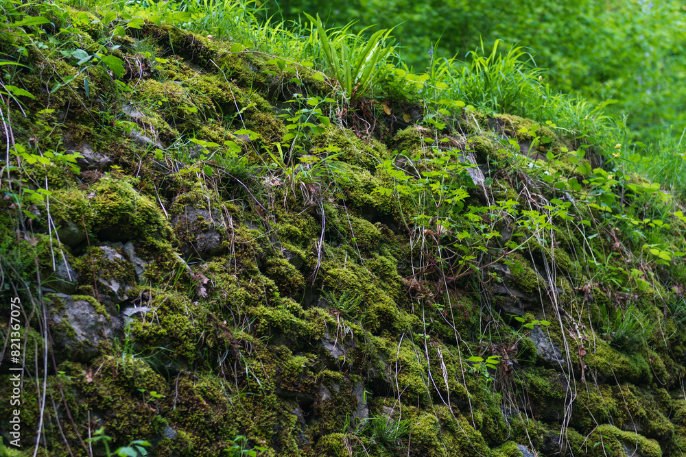 This enchanting photograph captures the lush, vibrant green moss carpeting the forest floor. Each delicate frond is bathed in soft, diffused sunlight filtering through the tree canopy above This enchanting photograph captures the lush, vibrant green moss carpeting the forest floor. Each delicate frond is bathed in soft, diffused sunlight filtering through the tree canopy above