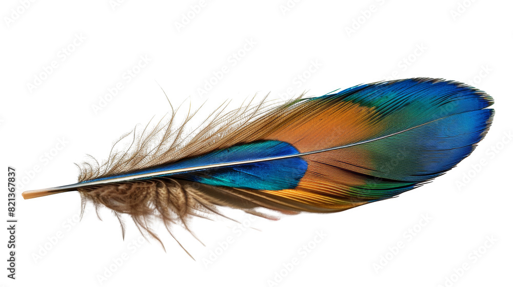 Obraz premium Colorful peacock feather, isolated