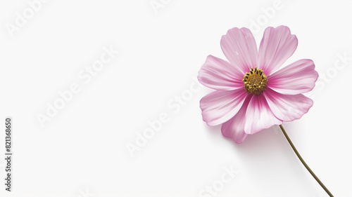 Close-up of a single pink cosmos flower against a white background  showcasing its delicate petals and yellow center in a minimalist composition.