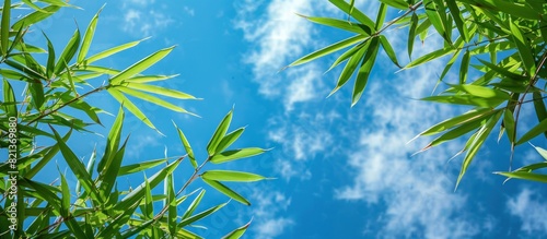 Green bamboo leaves against blue sky with clouds