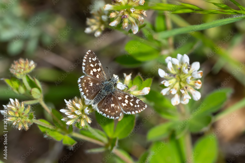 Ebegümeci Zıpzıpı » Pyrgus malvae » Grizzled Skipper Ebegümeci Zıpzıpı » Pyrgus malvae » Grizzled Skipper