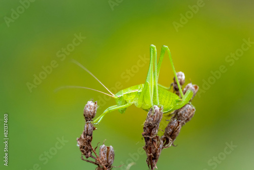 praying mantis on a leaf