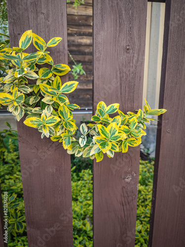 Green emerald gaiety fortunei plant and brown wooden fence