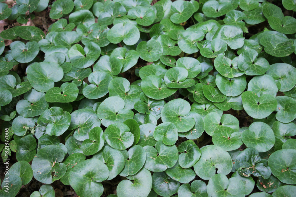 Asarum europaeum grows in the forest