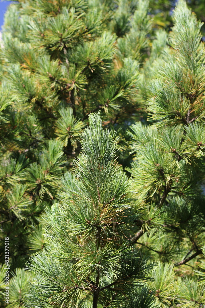pine needles pine needles