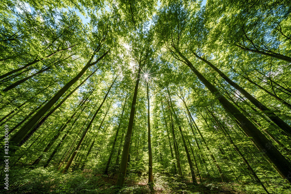 Observing the sun shining through the trees in a lush forest, sustainability Observing the sun shining through the trees in a lush forest, sustainability
