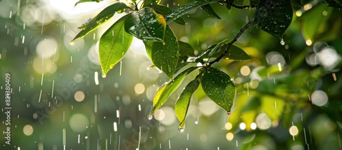 Green leafy tree with water drops photo