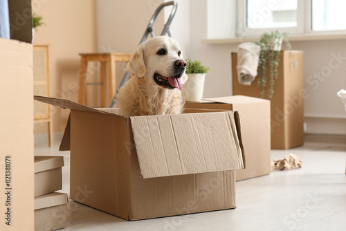 Canvas Print Cute Labrador dog sitting in box on moving day at home